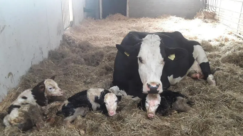 Drieling geboren bij melkveehouder Groot