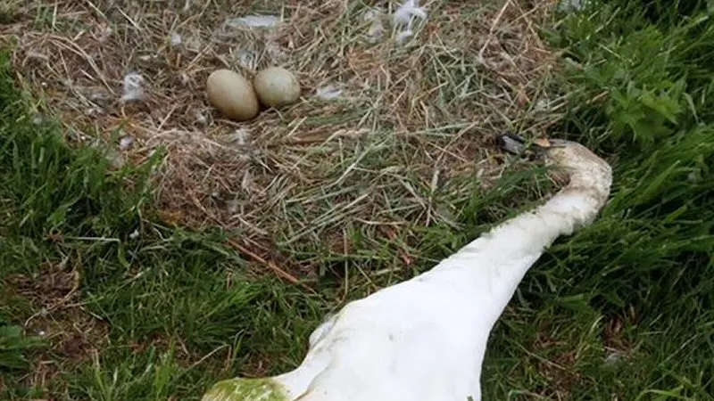 Broedende zwaan Petten is overleden