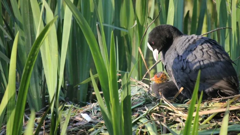 1 miljoen euro voor meer biodiversiteit