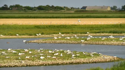 Noord-Holland Noord versterkt natuur tegen stikstofdruk